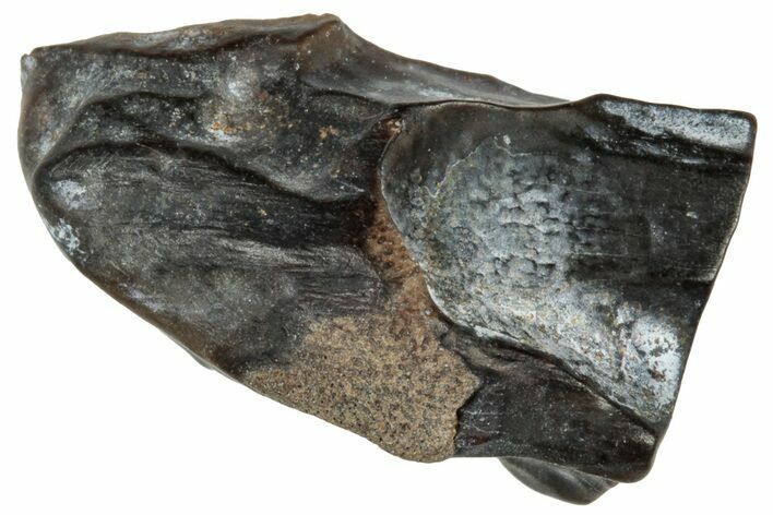 Fossil Dinosaur (Triceratops) Shed Tooth - Montana #324185